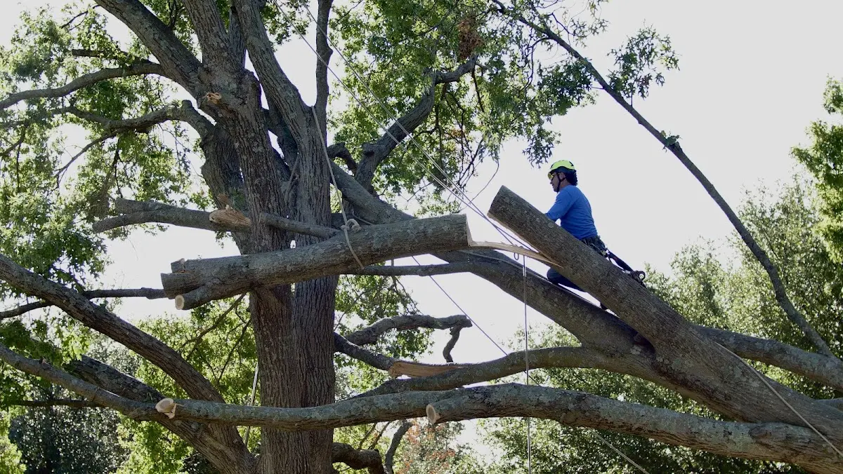 Professional Crown Thinning performed by certified arborists in Onaga