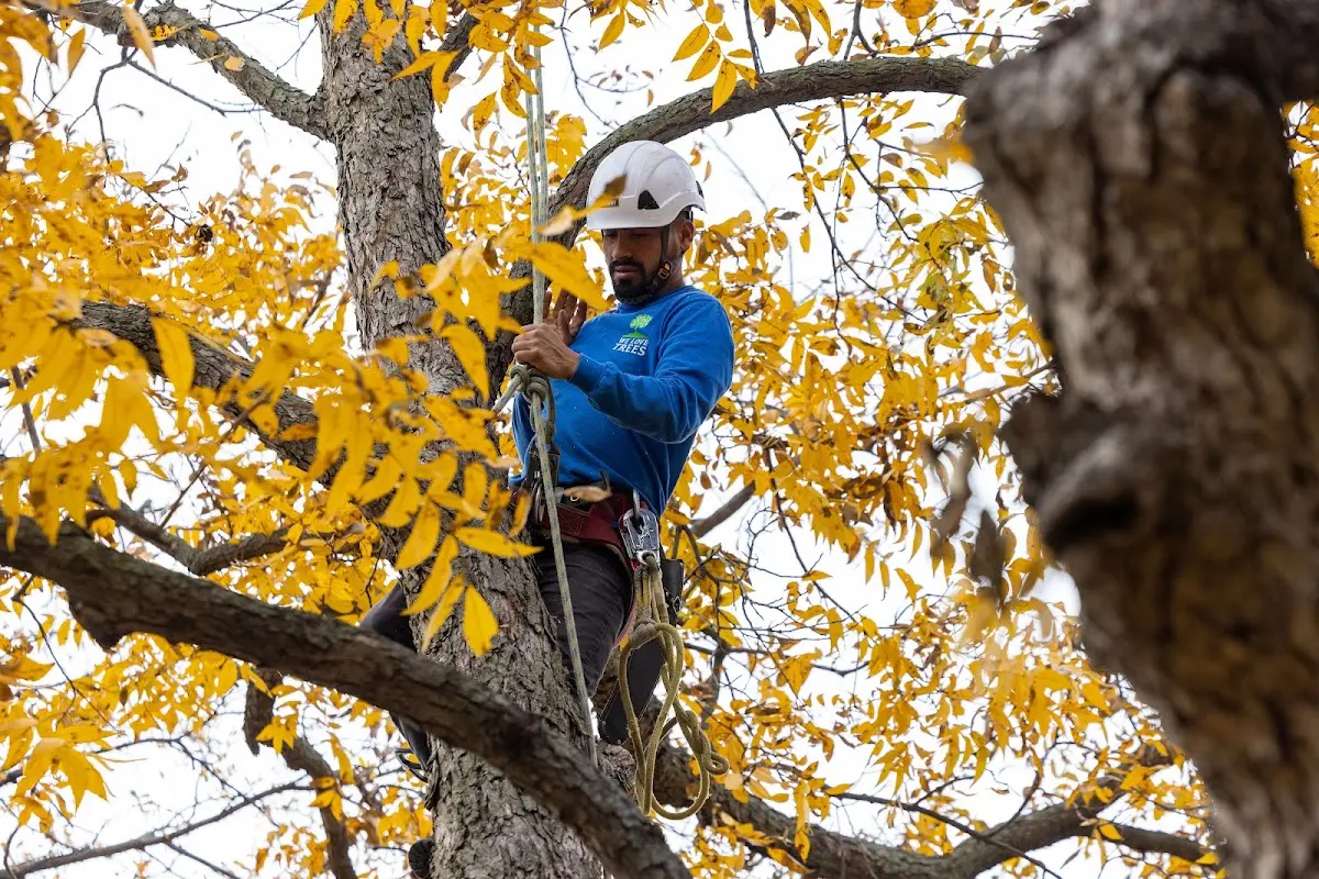 Skilled Tree Transplanting crew working in Onaga